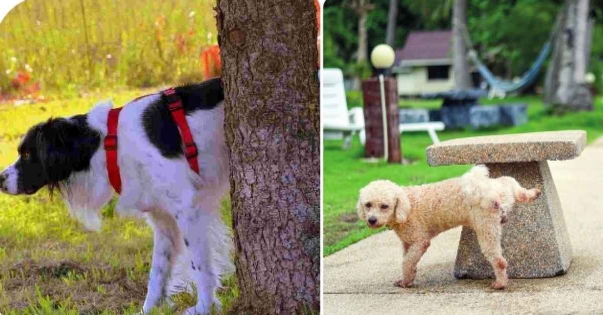 Milano: basta pipì dei cani per strada. I padroni dovranno pulirla o pagare una multa.