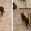Cane che parla