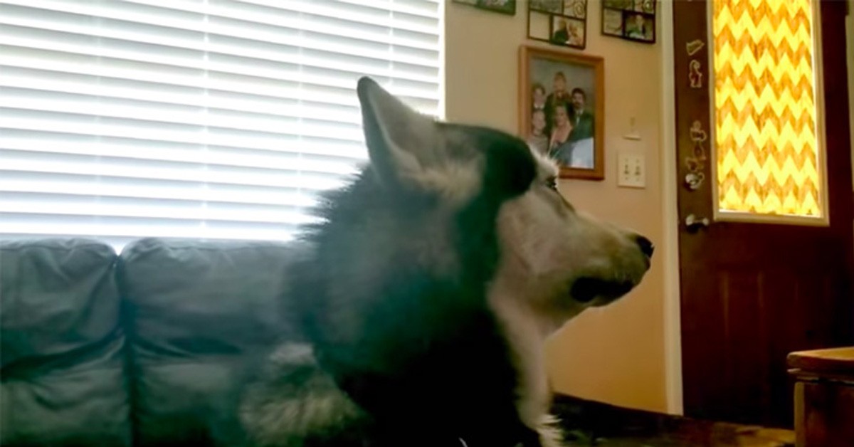 Tonka, il cane Alaskan Malamute indignato dopo il bagno (VIDEO)