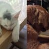 Gattino con un cane
