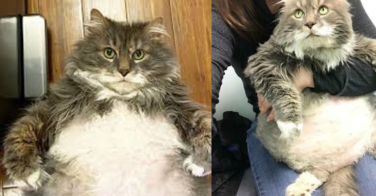 Wilford, il gattino con la personalità più grande della pancia VIDEO