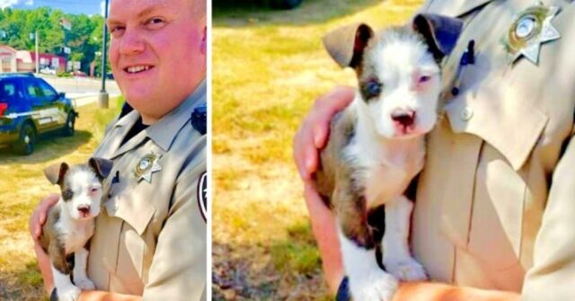 agente-di-polizia-trova-un-cucciolo-abbandonato-e-gli-salva-la-vita