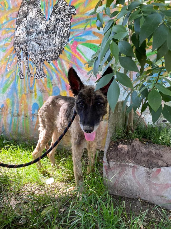 aloe-cagnolina-salvata