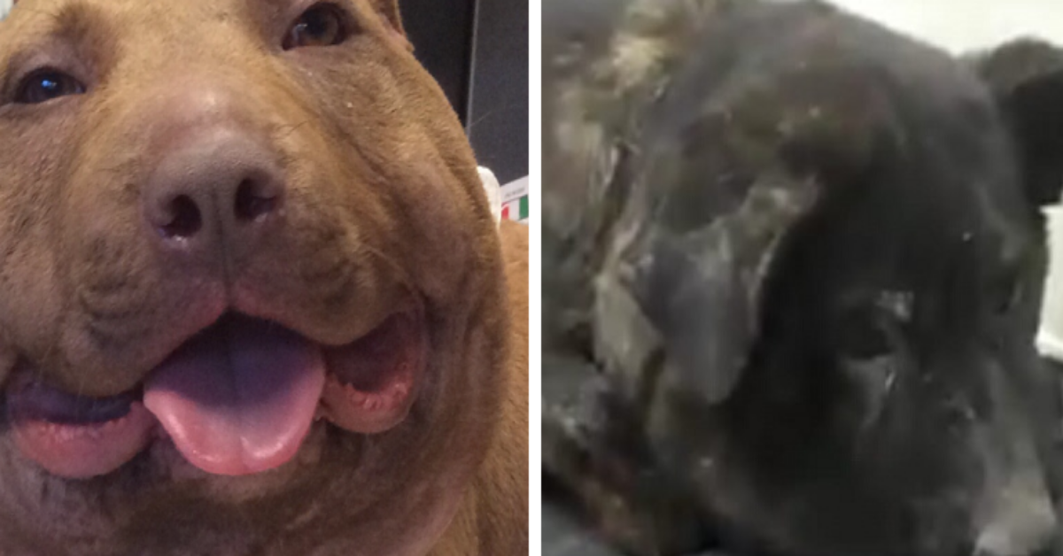 Il salvataggio di Bombolo, un altro cane condannato come Palla