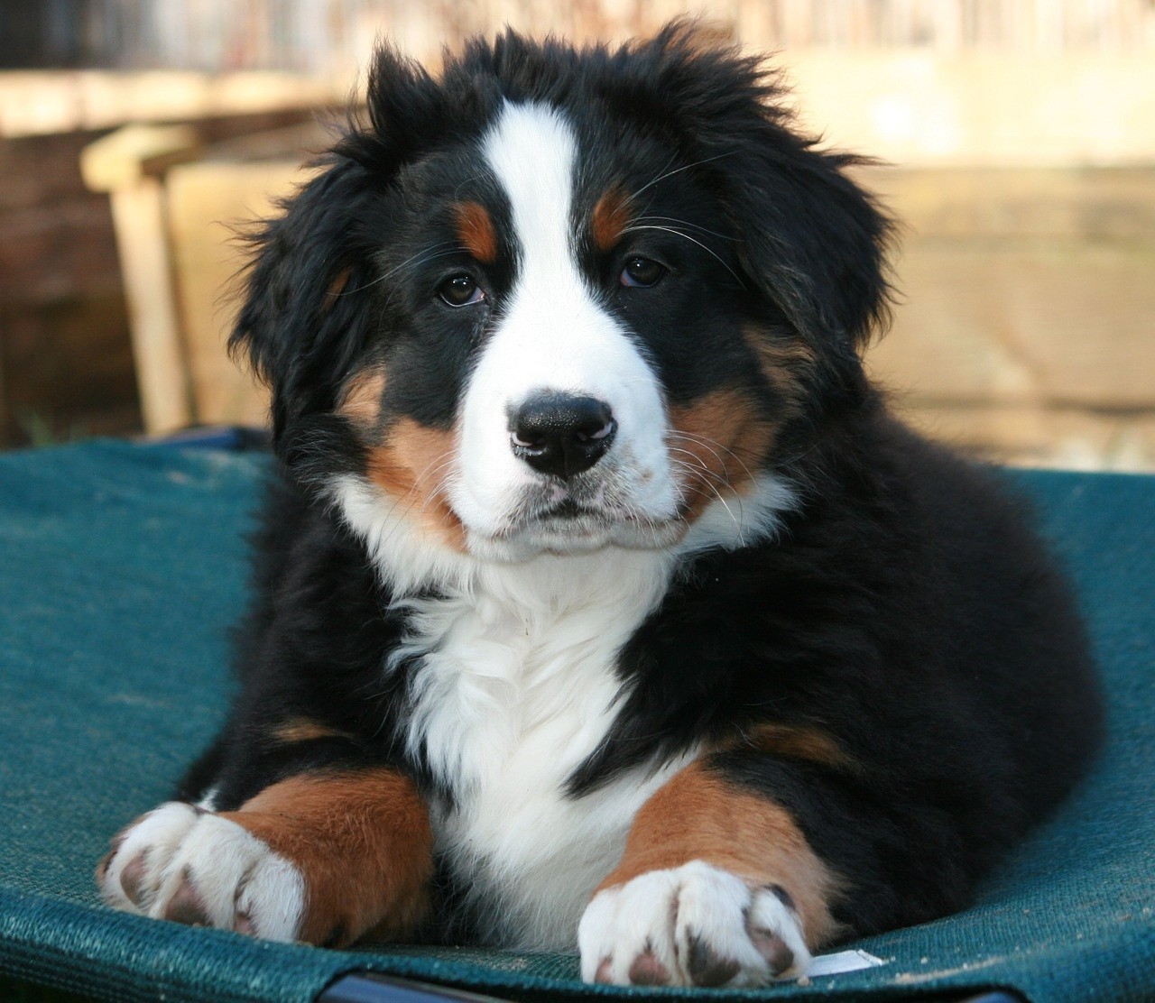 bovaro-del-bernese-cucciolo