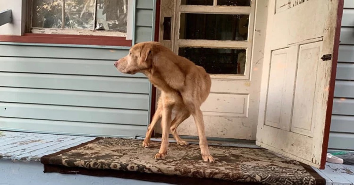 Bruno, il cane che sta per morire di fame viene salvato all’ultimo