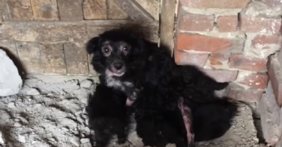 Il salvataggio di una cagnolina e dei suoi cuccioli nascosti in un edificio abbandonato