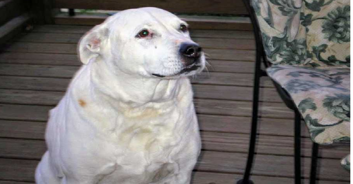 Camie, un cane che non dimenticherò