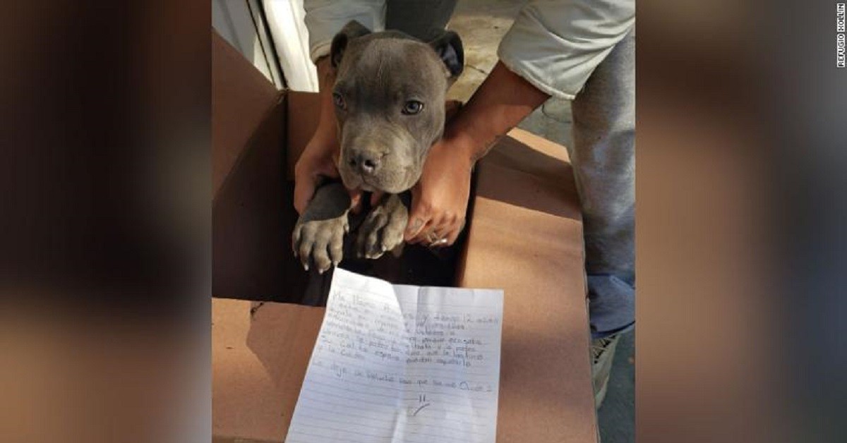 René pitbull abbandonato da un ragazzino in canile con un biglietto