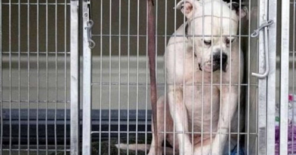 Cane abbandonato nel rifugio non sapeva perché nessuno lo desiderasse