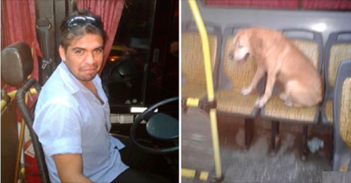 Autista fa salire sull’autobus il cane randagio spaventato