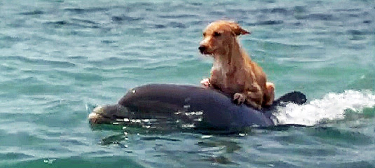 cane-delfino-acqua