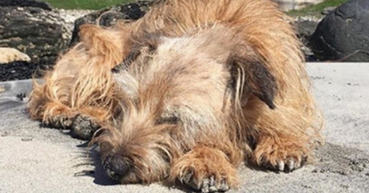 Gennaro, il cane ritrova il padrone dopo 10 anni ma il suo cuore non regge