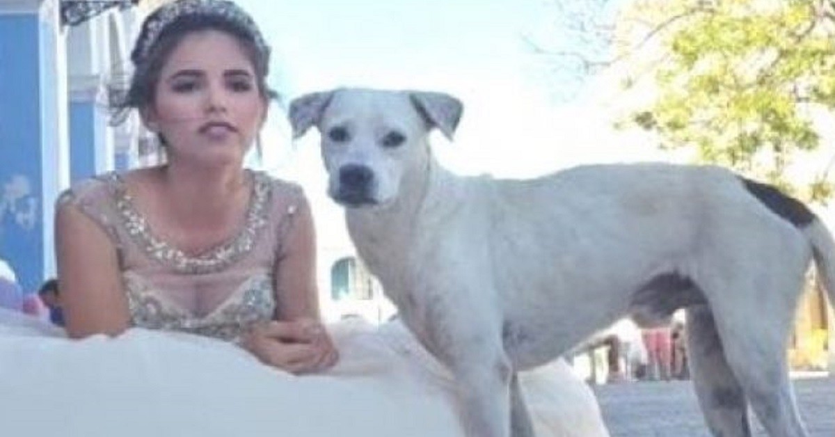 Cane randagio interrompe il servizio fotografico di una festa di compleanno