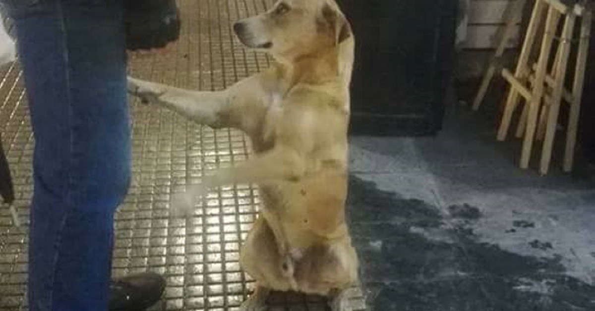Il cane randagio ha imparato a stringere la mano per chiedere cibo