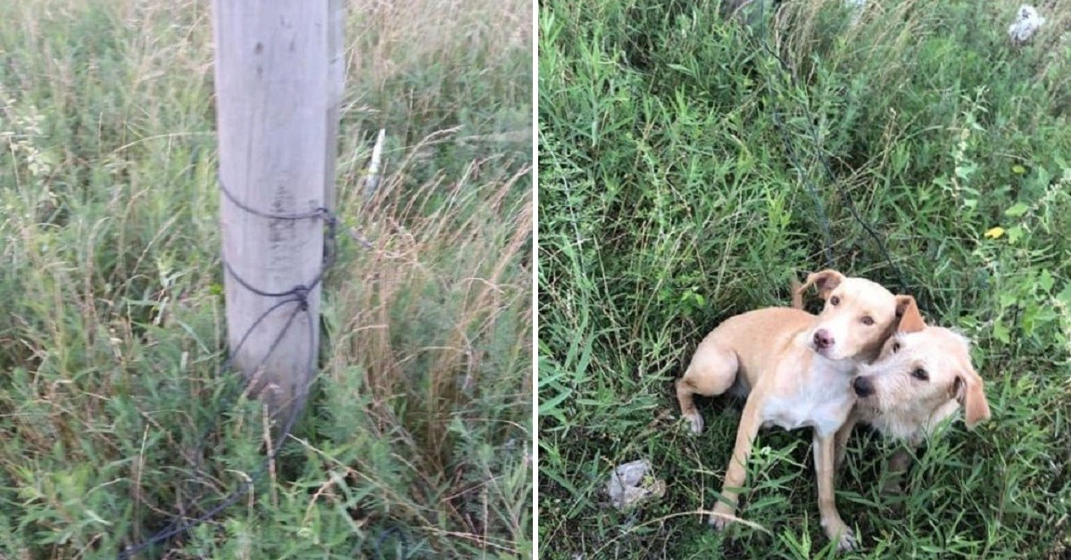 Donna abbandona i suoi due cani legandoli con un filo a un palo