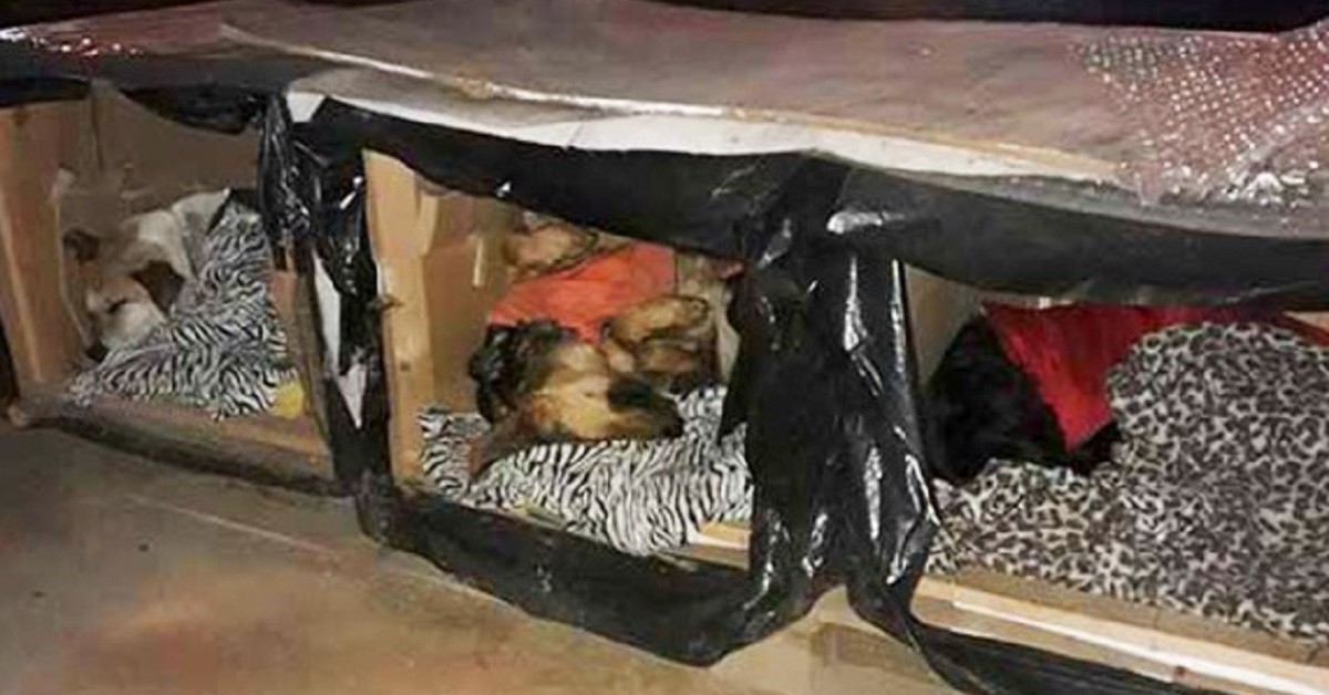 Eroe anonimo realizza box termici per proteggere i cani di strada dal freddo