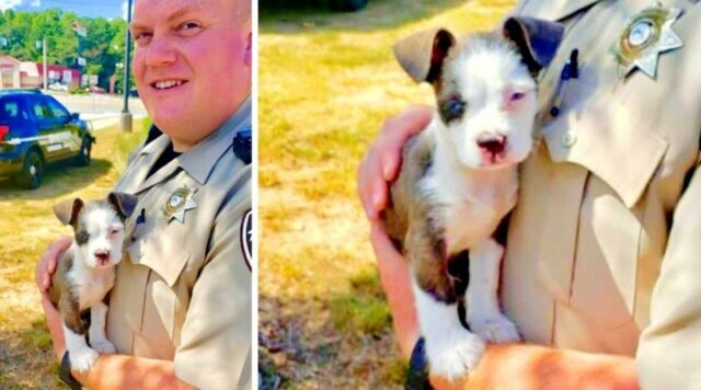 agente-di-polizia-trova-un-cucciolo-abbandonato
