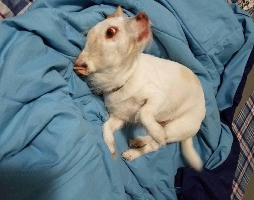 una-capra-o-un-cane