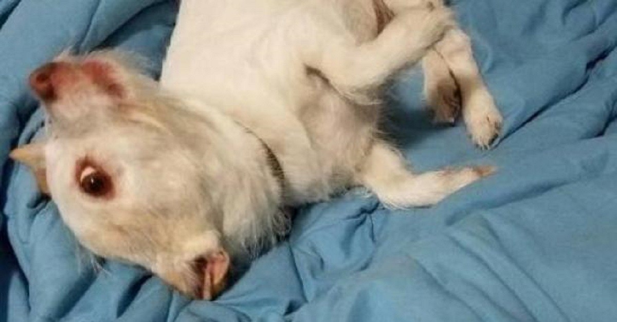 È una capra o è un cane?