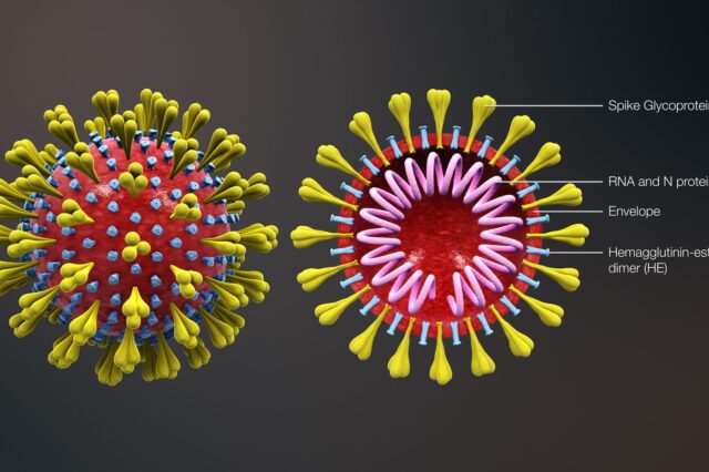 corona-virus-diagram
