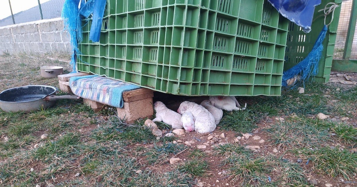 Cuccioli di cane appena nati abbandonati in un sacco (VIDEO)