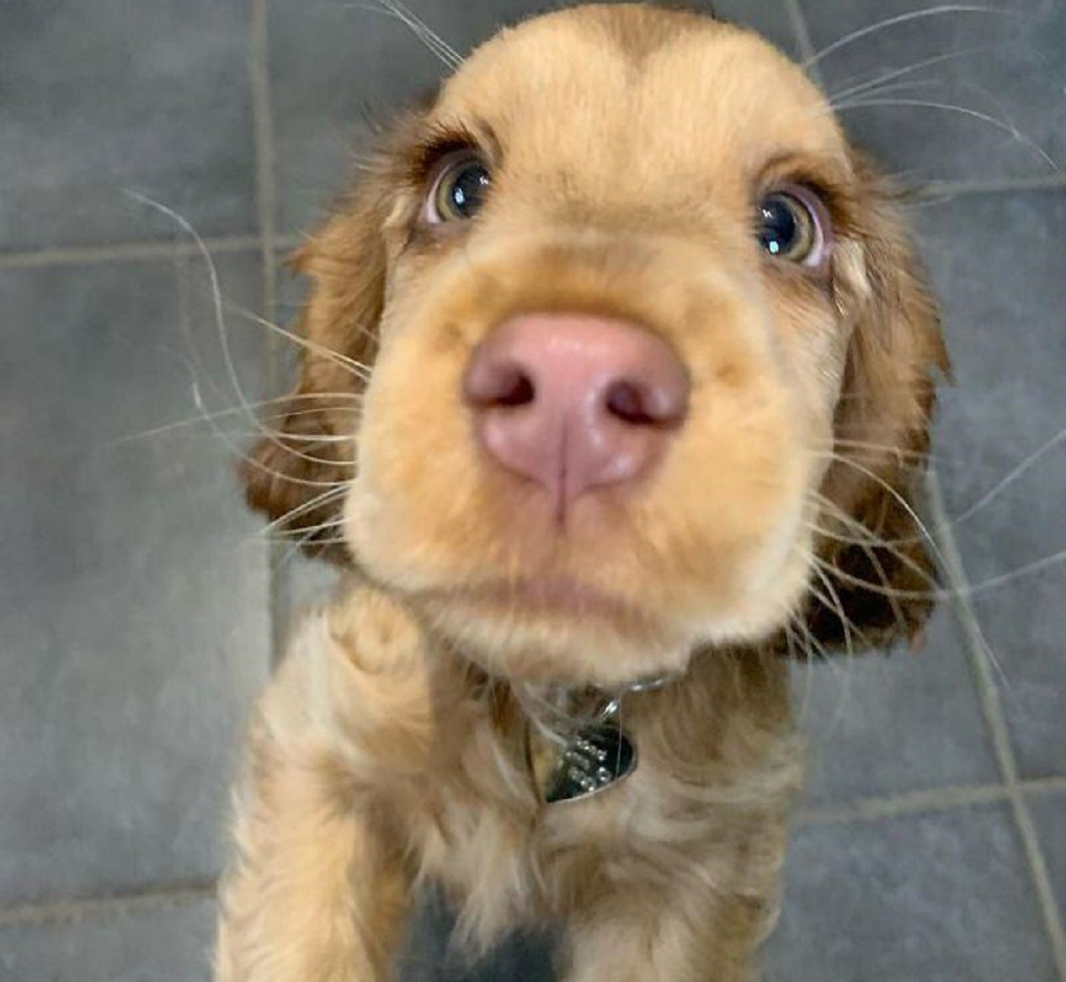 cucciolo-cocker-spaniel