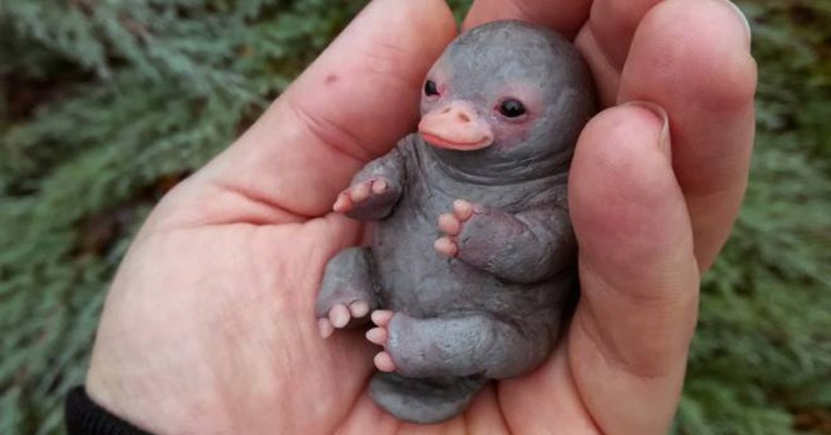 La foto del cucciolo di ornitorinco, che sta facendo innamorare migliaia di persone