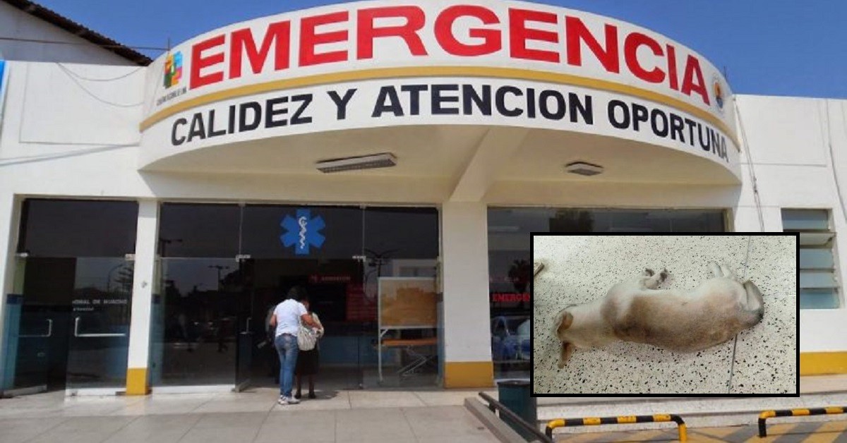 Cercasi casa per il cucciolo che ha aspettato il padrone fuori dall’ospedale non sapendo che fosse morto