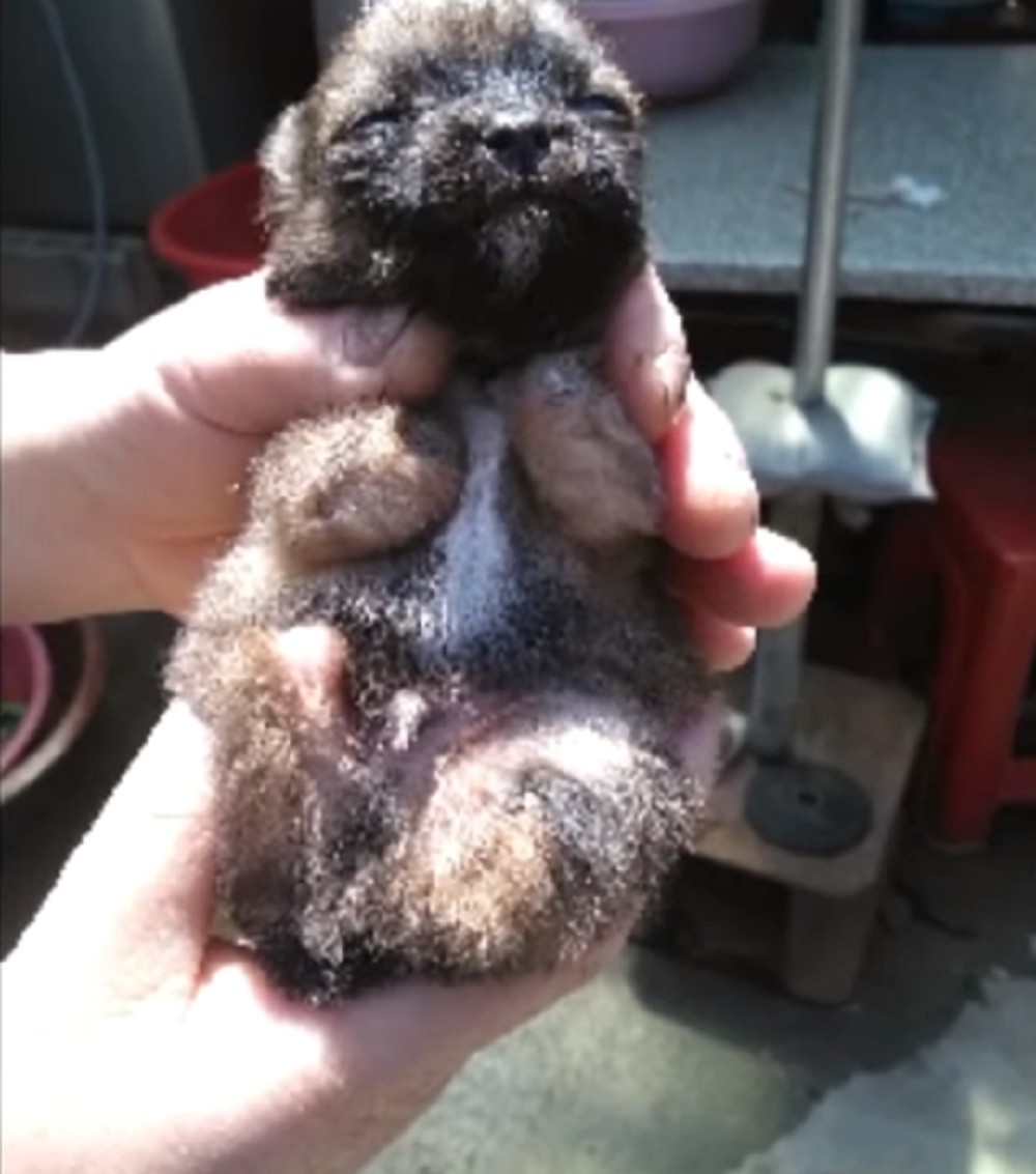 cucciolo