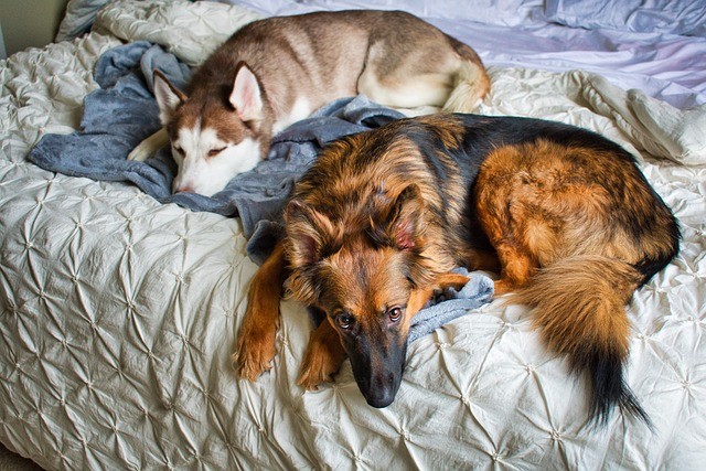 Perché dormire con un cane ti renderà la donna più felice del mondo