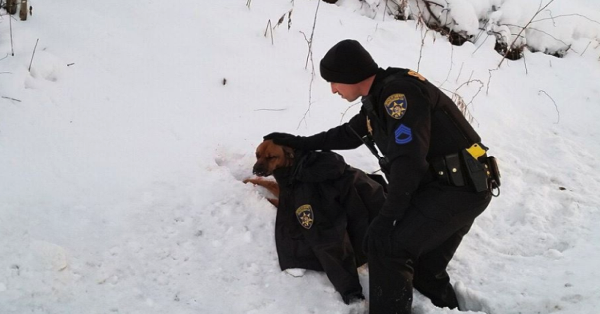 Poliziotto vede un cane investito per strada e non esita a salvarlo