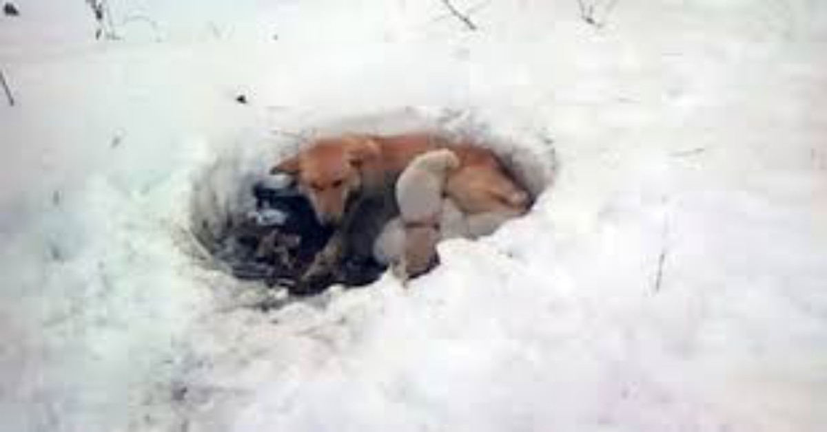 Il salvataggio di Snowbelle e dei suoi cuccioli, trovati in mezzo alla neve, a morire di fame e di freddo