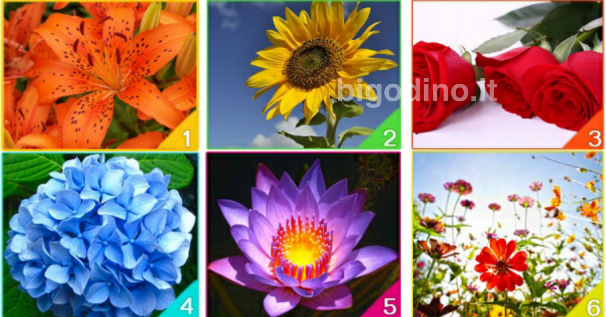 Quale fiore rappresenta il tuo spirito?