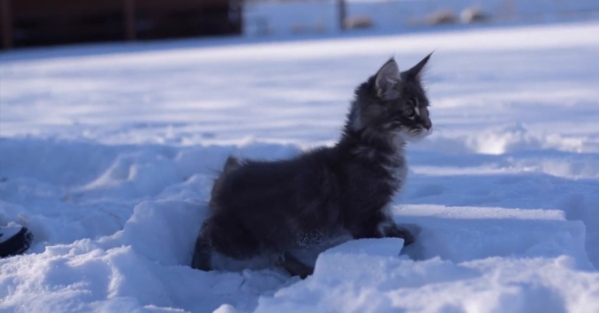 gattino-maine-coon