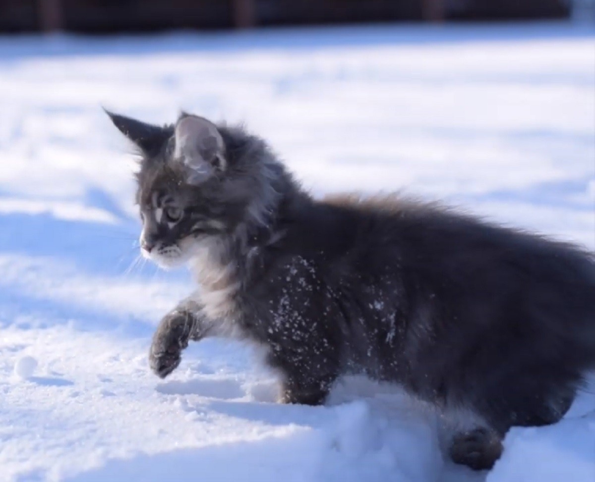Maine coon cucciolo sulla neve, il video del gattino