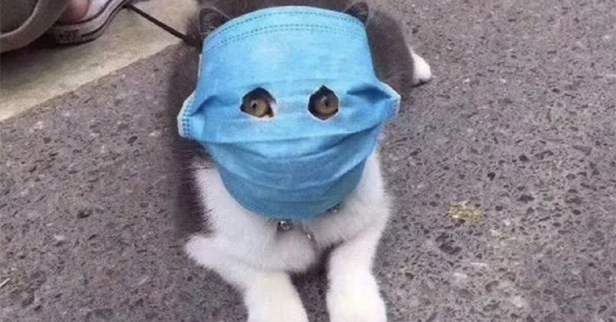 Il gattino con una maschera speciale contro il Coronavirus