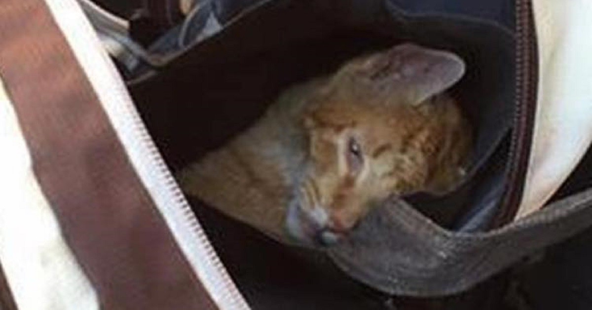 Gettano un gatto in una discarica per assicurarsi che non scappi