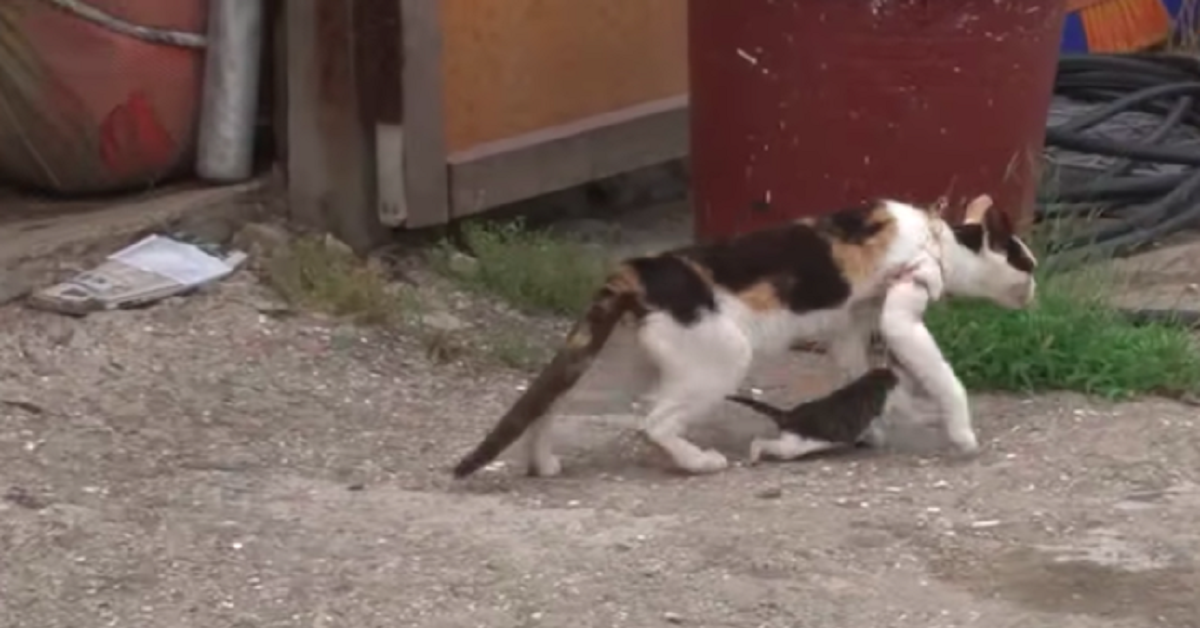 Gatto vive intrappolato per un anno in una rete da pesca, insieme al suo cucciolo (VIDEO)