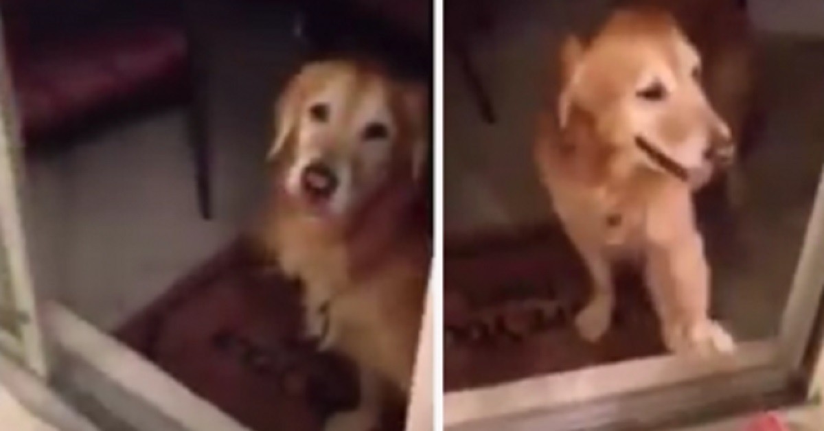 Il Golden Retriever che non si fida delle porte di vetro (VIDEO)