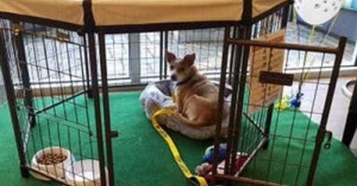 Un hotel offre l’opportunità di scegliere un cane abbandonato e adottarlo