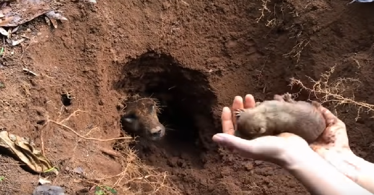 I cuccioli intrappolati