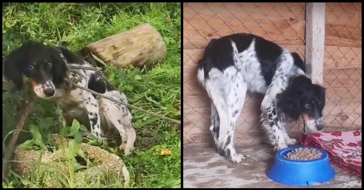 Il salvataggio della cagnolina legata ad un albero