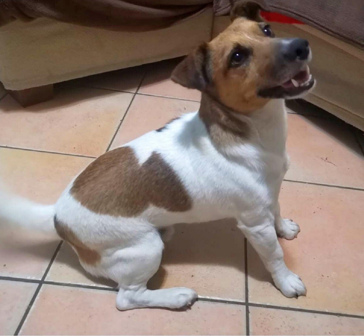 Jack Russell ama l’acqua, il video è adorabile