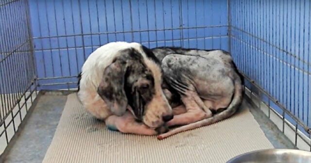 la-triste-storia-di-Richard-il-cane-che-aspetta-una-famiglia-da-molti-anni