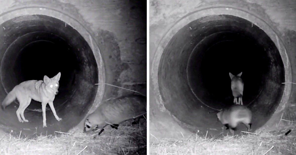 L’amicizia nata tra il tasso ed il coyote