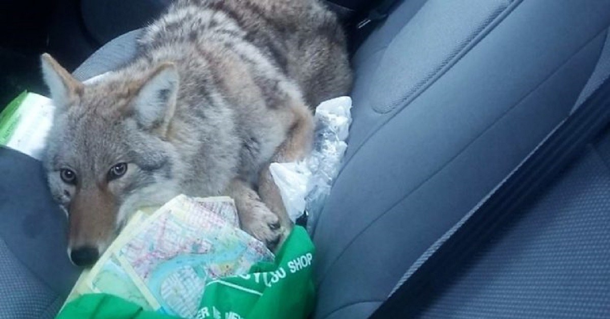Uomo investe per sbaglio un cucciolo, ma quando lo soccorre scopre che è un altro animale
