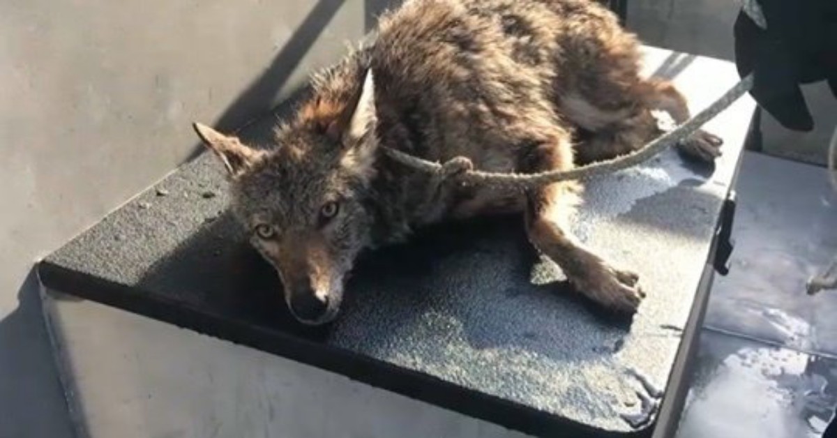 Florida, coyote salvato ma poi soppresso senza una vera ragione