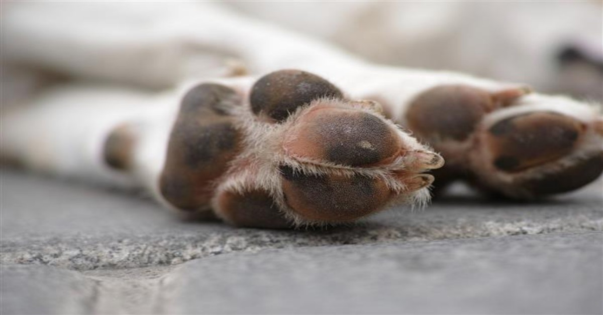 Dopo la rottura con la fidanzata e una lite con i genitori, 35enne si sfoga sul cane e gli toglie la vita