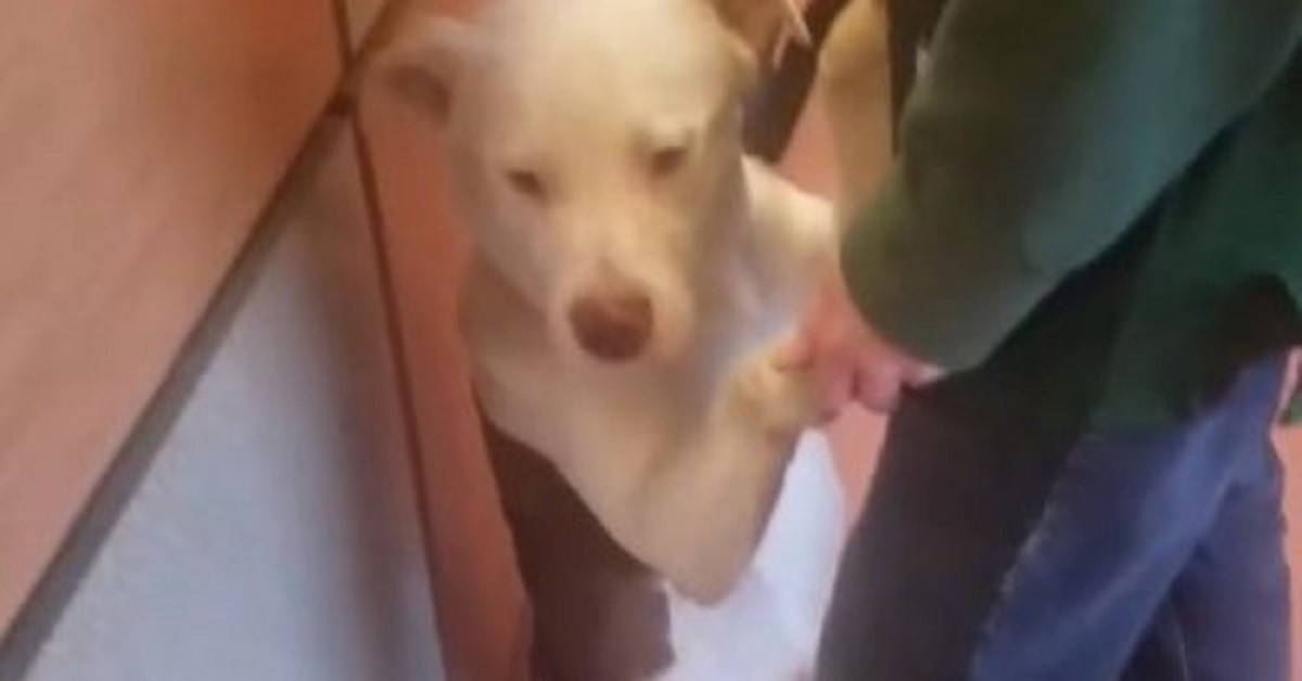 Pit bull si aggrappa ai suoi proprietari quando scopre che sta per essere lasciato al rifugio